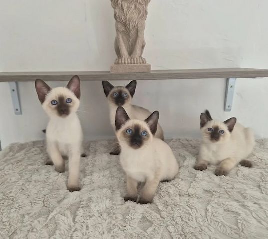 5 wunderschöne Siamkätzchen