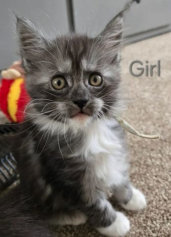 Maine-Coon-Kätzchen