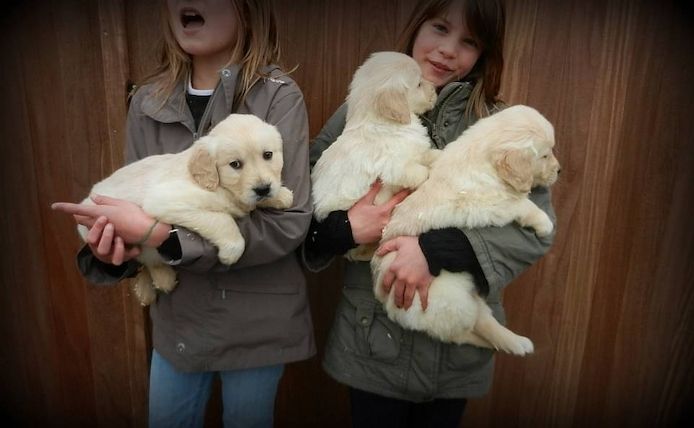 Golden Retriever Welpen