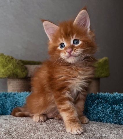 Maine Coon Kitten mit Stammbaum