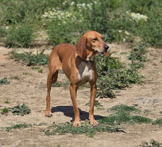 Maila