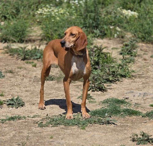Maila