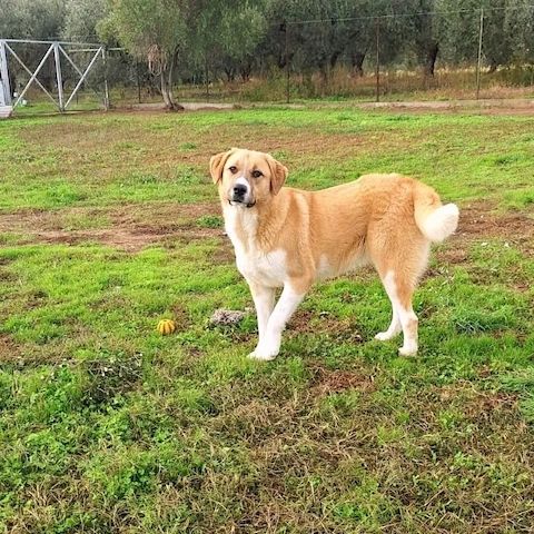 Leni