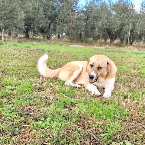 Leni