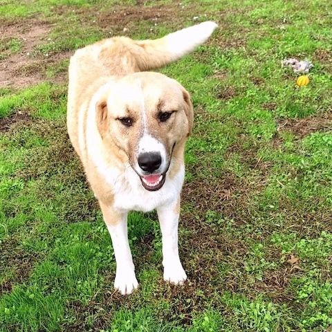 Leni