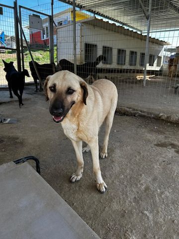 Brunella