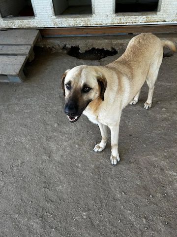 Brunella