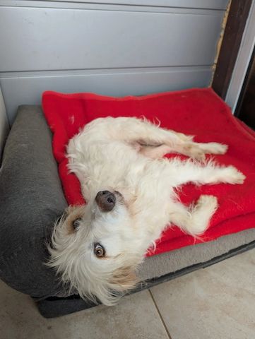 Valentina (Pflegestelle gesucht dringend)