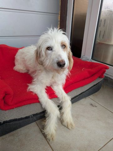 Valentina (Pflegestelle gesucht dringend)
