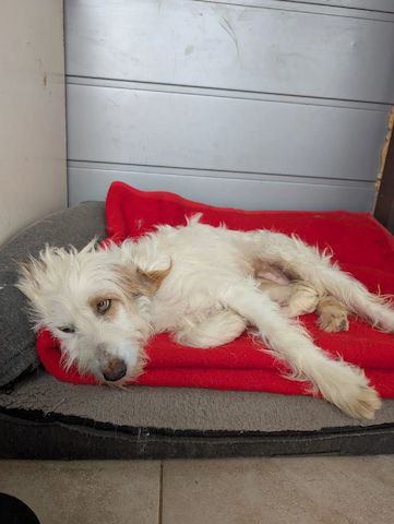 Valentina (Pflegestelle gesucht dringend)