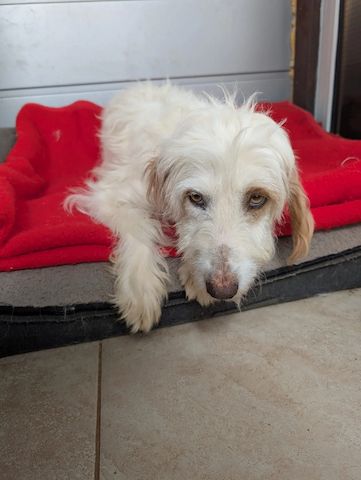 Valentina (Pflegestelle gesucht dringend)