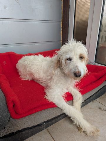 Valentina (Pflegestelle gesucht dringend)