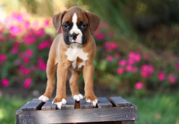 Boxer welpen mit Impfungen verfügbar.