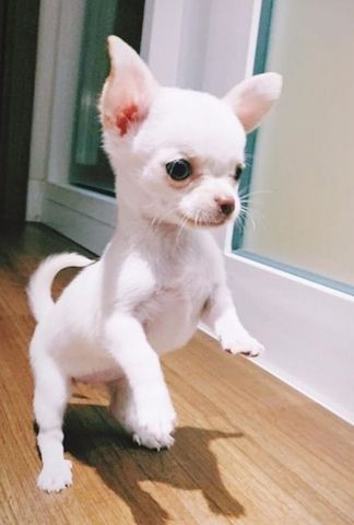 Kleine Chihuahua-Welpen zu verkaufen.