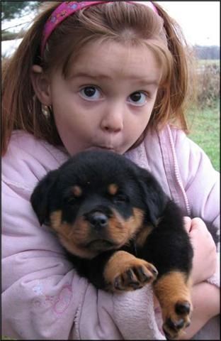 Rottweiler-Welpen zu verkaufen.