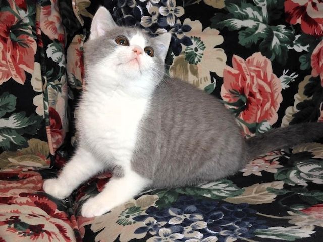 Britisch Kurzhaar (BKH), Katzenbabies, Katzenbabys, Kitten, (m/w)