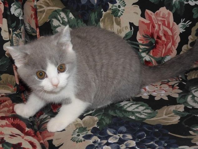Britisch Kurzhaar (BKH), Katzenbabies, Katzenbabys, Kitten, (m/w)