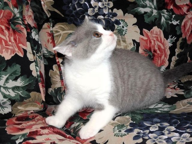 Britisch Kurzhaar (BKH), Katzenbabies, Katzenbabys, Kitten, (m/w)