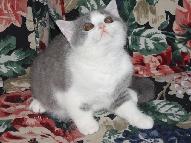 Britisch Kurzhaar (BKH), Katzenbabies, Katzenbabys, Kitten, (m/w)