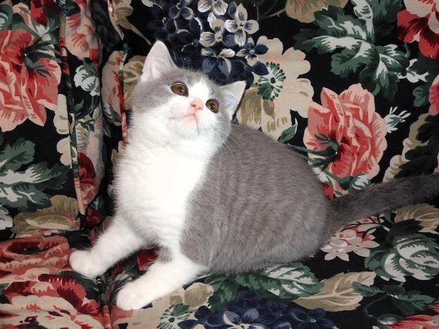 Britisch Kurzhaar (BKH), Katzenbabies, Katzenbabys, Kitten, (m/w)