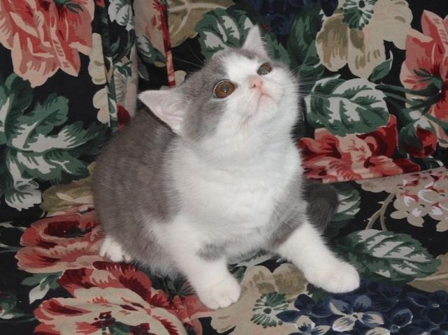 Britisch Kurzhaar (BKH), Katzenbabies, Katzenbabys, Kitten, (m/w)