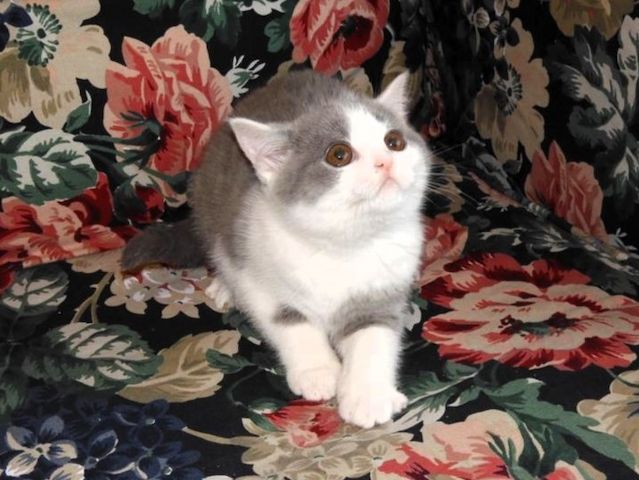 Britisch Kurzhaar (BKH), Katzenbabies, Katzenbabys, Kitten, (m/w)