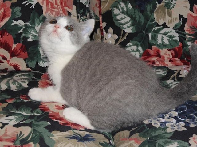 Britisch Kurzhaar (BKH), Katzenbabies, Katzenbabys, Kitten, (m/w)