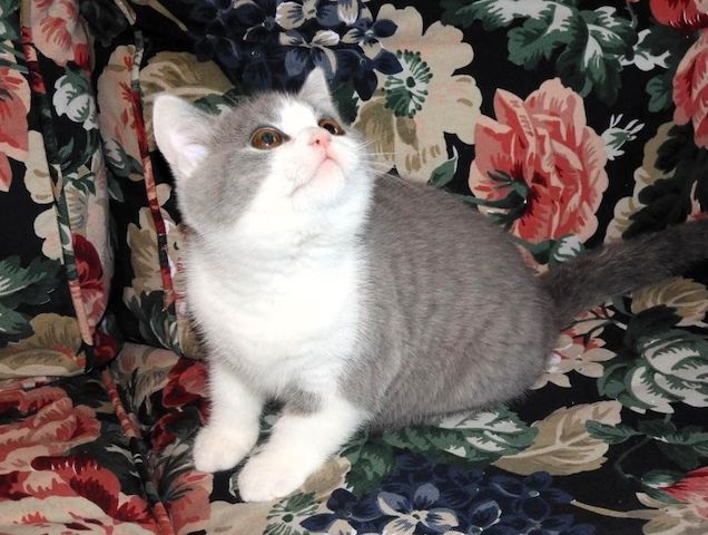 Britisch Kurzhaar (BKH), Katzenbabies, Katzenbabys, Kitten, (m/w)