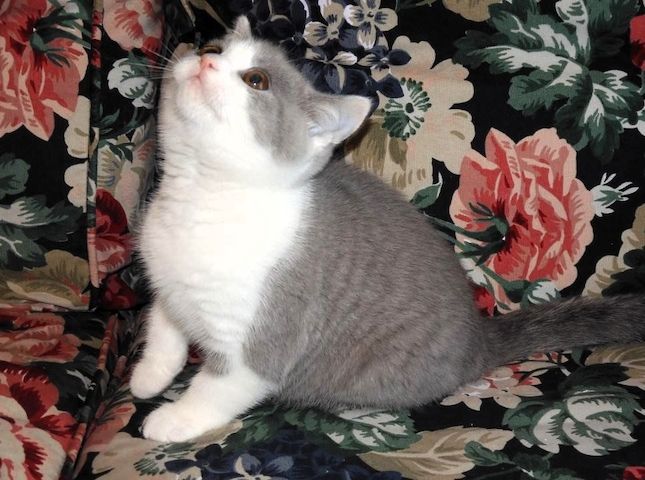 Britisch Kurzhaar (BKH), Katzenbabies, Katzenbabys, Kitten, (m/w)