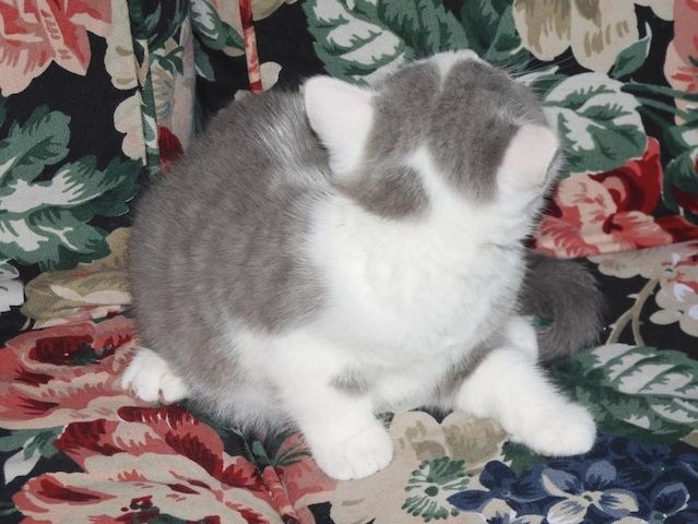 Britisch Kurzhaar (BKH), Katzenbabies, Katzenbabys, Kitten, (m/w)