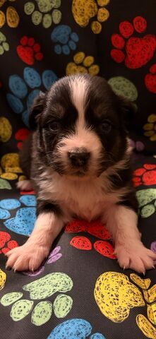 Wunderschöne Australian Sheperd Welpen