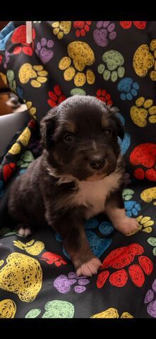 Wunderschöne Australian Sheperd Welpen