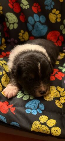 Wunderschöne Australian Sheperd Welpen