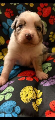 Wunderschöne Australian Sheperd Welpen