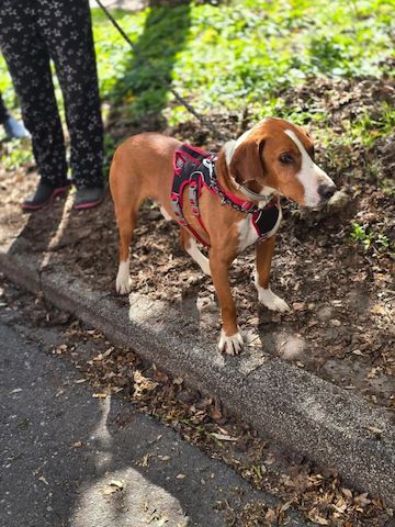 Freddy (Schon auf Pflegestelle in Deutschland :)