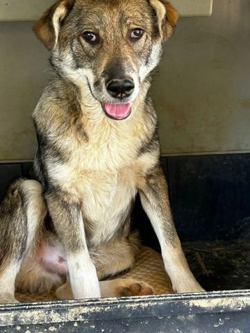 Felix (Auch Pflegestelle gesucht)
