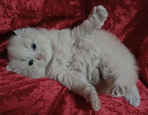 Bkh/Blh Kitten