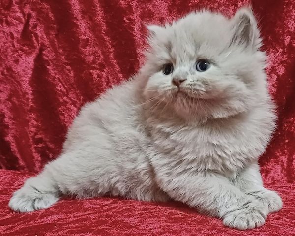 Bkh/Blh Kitten