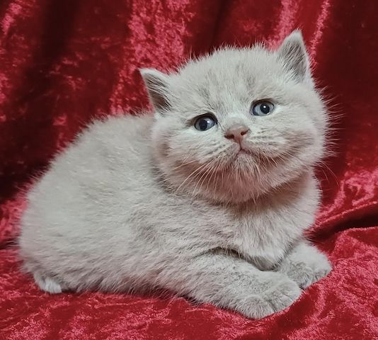 Bkh/Blh Kitten
