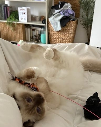 Birma-Kater