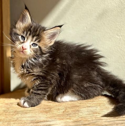 Wunderschöne Maine-Coon-Kätzchen