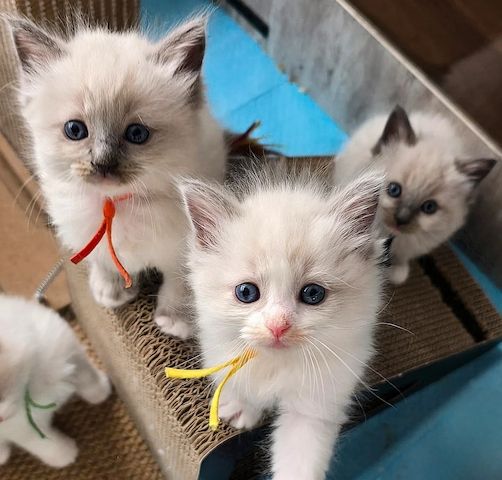 wunderschönen Ragdoll-Kätzchen
