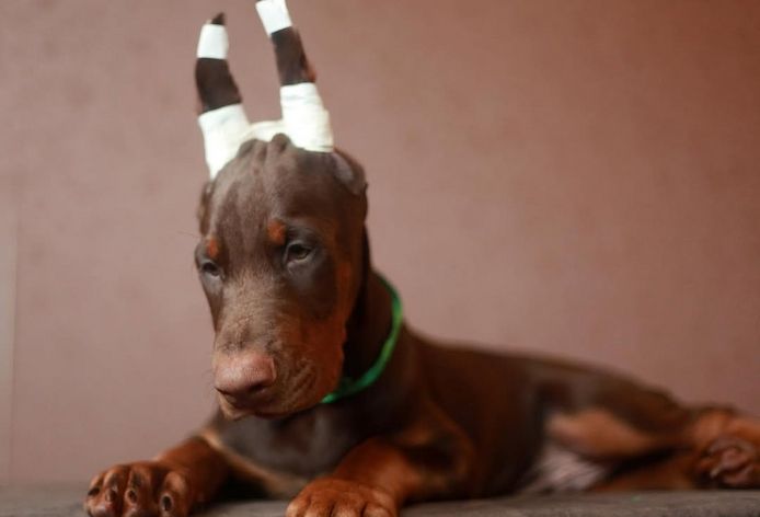 FCI Dobermann Welpen aus erstklassiger Championlinie
