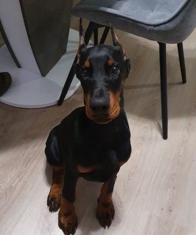 Dobermann Welpen aus kontrollierter FCI-Zucht