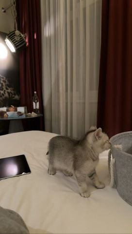 Britisch Kurzhaar Kitten zu verkaufen
