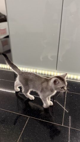 Britisch Kurzhaar Kitten zu verkaufen