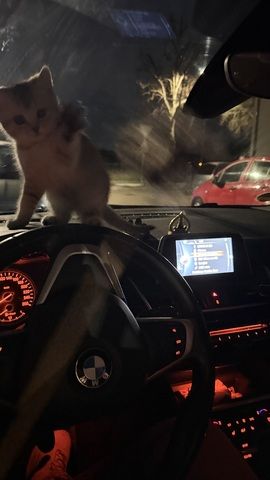 Britisch Kurzhaar Kitten zu verkaufen