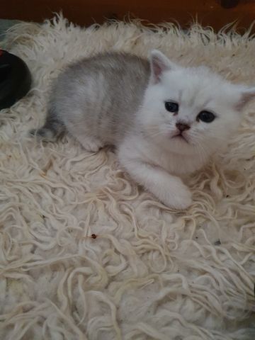 BKH Kitten silver shaded schönes süße
