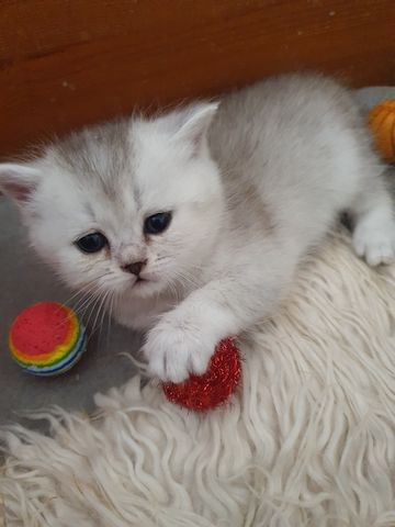 BKH Kitten silver shaded schönes süße