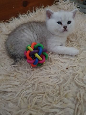 BKH Kitten silver shaded schönes süße